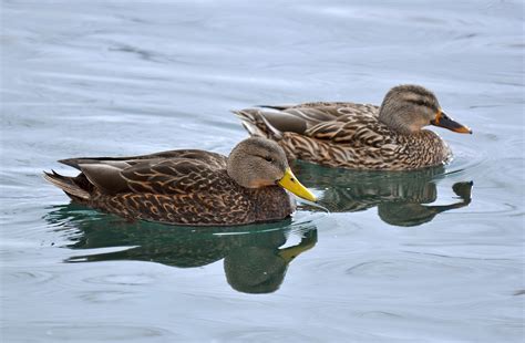 200 Birds: Mexican Duck in Utah