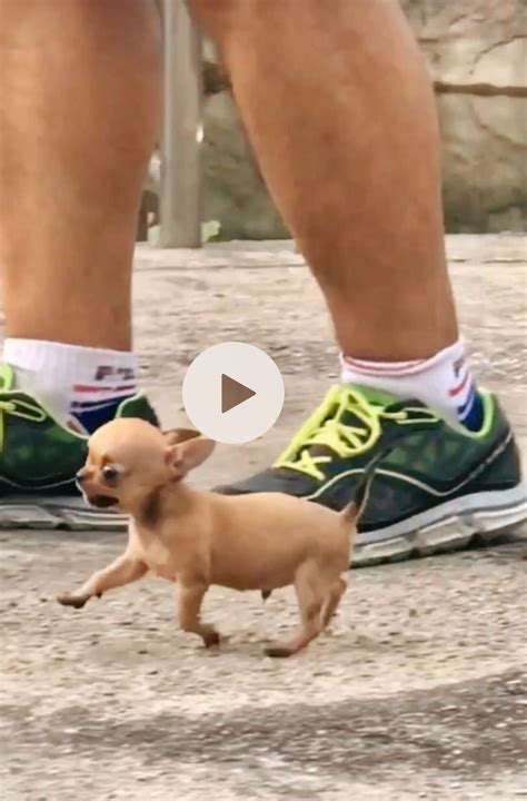 The smallest dog ever 🐶 | Chiwawa puppies, Cute dogs, Puppies