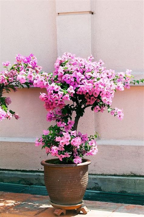 8 Secret Bougainvillea Care Tips You Should Know! | Potted plants patio ...