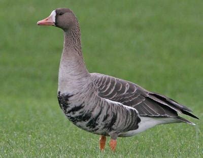 Greater White-Fronted Goose