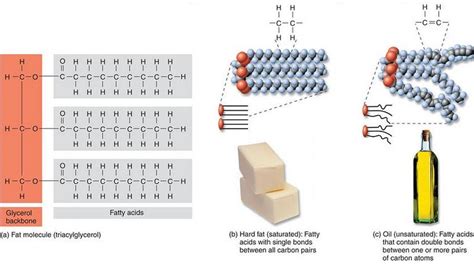 What Is a Lipid? Organic Chemistry of Fats, Phospholipids, Waxes & Steroids