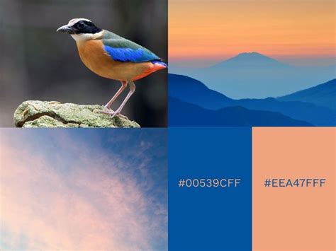 Royal Blue (00539CFF) and Peach (EEA47FFF) | Color combinations, Color, Eye catching colors