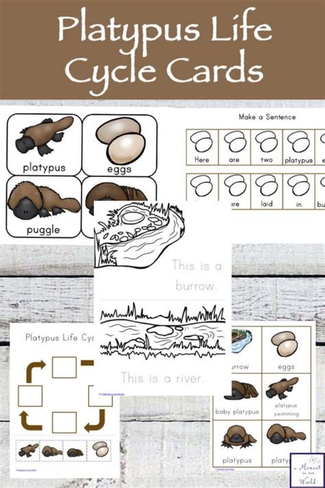 Platypus Life Cycle Cards - Simple Living. Creative Learning