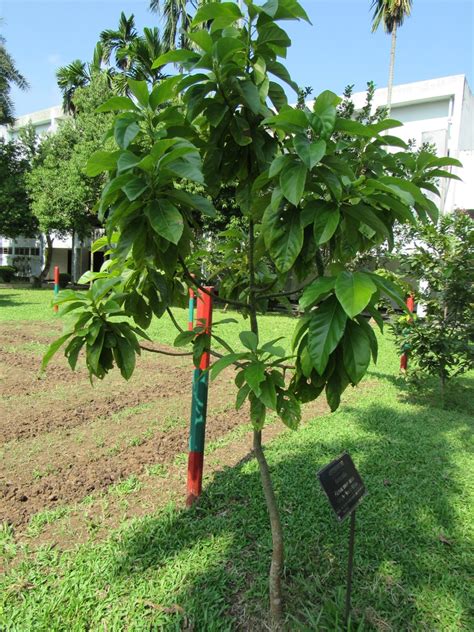 Alligator Pear - Persea americana | North Carolina Extension Gardener Plant Toolbox