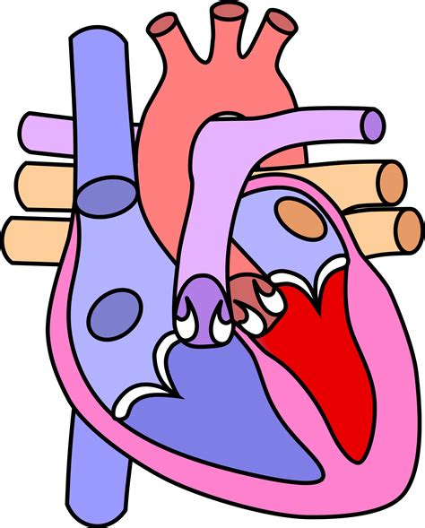 Heart Diagram Empty - ClipArt Best