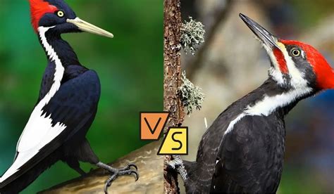 Ivory Billed Woodpecker vs Pileated: Epic Avian Showdown - Spark Lark