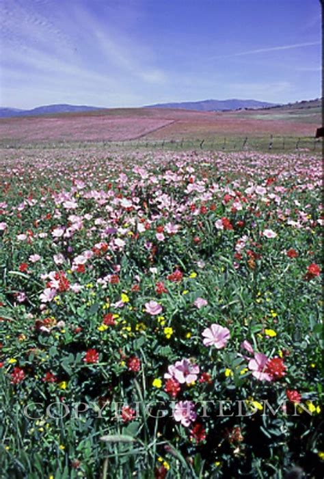 Field Of Flowers, Spain - Fine Art Photography