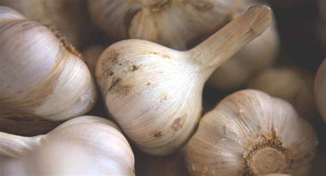 Garlic Allergy: Symptoms and More