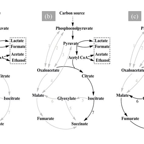 Studies with low cost succinic acid production. [Sketched by the... | Download Scientific Diagram