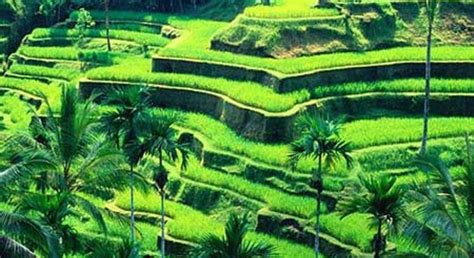 Bali: Ubud Highlights Private Tour with Transfers - Ubud | FREETOUR.com