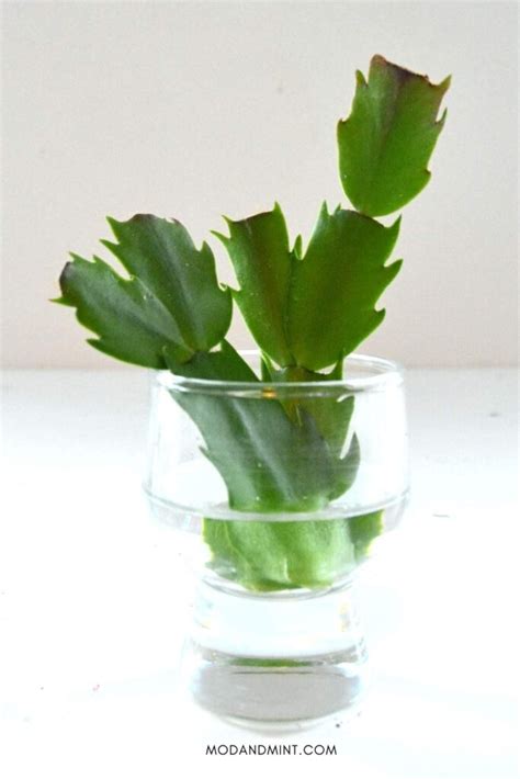 3 Ways How to Propagate a Thanksgiving Cactus