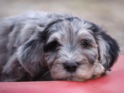 Silver Pastori Bergamascos - Bergamasco Sheepdog Breeder - Puppies and Litters