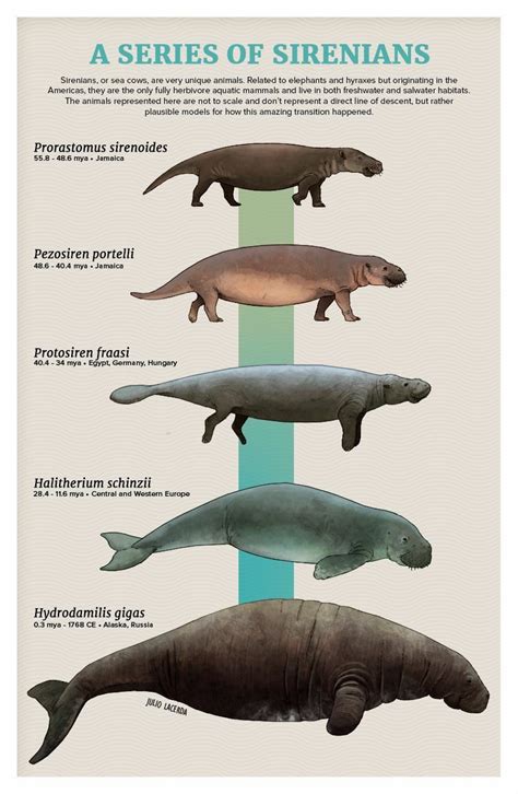 Evolution of the manatee/sea cow and dugong. Artist is Julio Lacerda ...