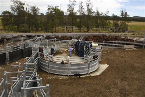 Constructing cattle yards for small landholders | Agriculture and Food