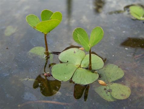 Marsilea quadrifolia by Wilamia on DeviantArt