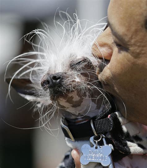 Photos: The 2017 World's Ugliest Dog Contest | National News | journalstar.com