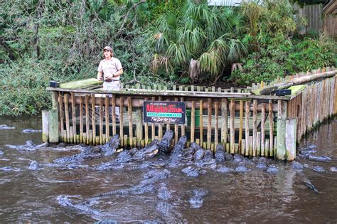 St. Augustine Alligator Farm Zoological Park - Date Your State