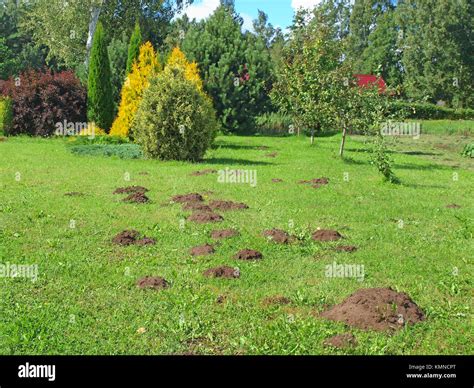 Lot of mole hills on garden lawn grass Stock Photo - Alamy