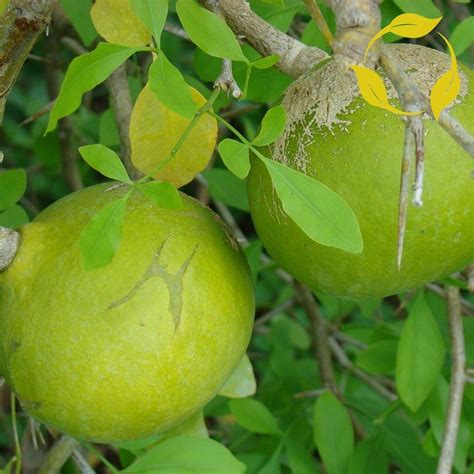 Bel Tree, Bilva Patra, Bel Patra ( Grown Through Seeds ) - Plant ...