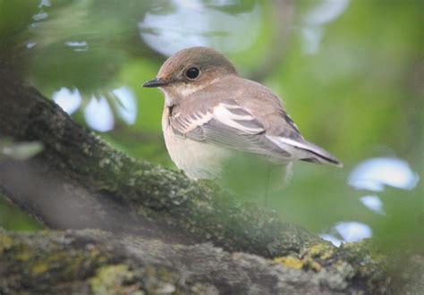 LatestNews | London Bird Club Wiki | FANDOM powered by Wikia