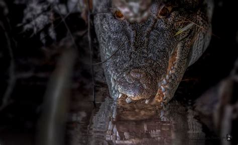 Borneo Wildlife Photography - Betel Box The Real Singapore Tours