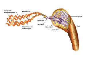 What Proteins Do for Afro Hair, Afro Hair Salon, Kensington