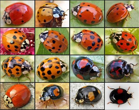 Ladybug species | Animal Kingdom | Pinterest