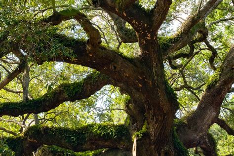 Angel Oak Park - Charleston Parks Conservancy