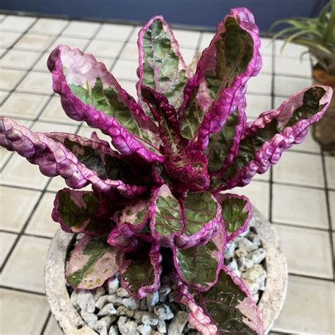 The Ultimate Guide To Caring For The Exotic Purple Waffle Plant