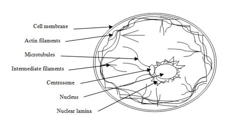 Cytoskeleton in a cell - function, structure, and meaning