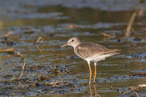 Birds of Saudi Arabia: Spotted Redshank and Common Redshank on wet ditch – Dhahran Hills