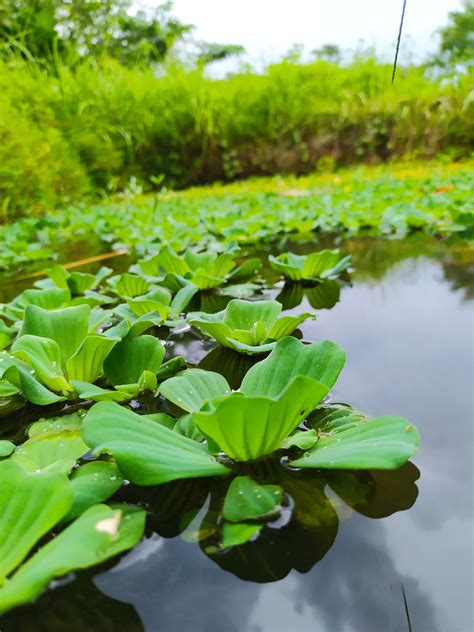 The 10 Best Aquatic Plants For Ponds & Water Features