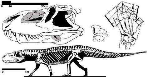 Prestosuchus | Prehistoric animals, Paleo art, Animal drawings