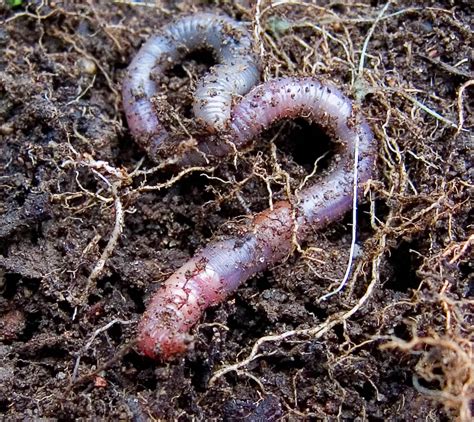 Grown-Up Worm Hunting: Why Earthworms Matter & How to Increase Their ...