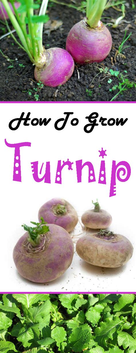 How to Grow Turnips: Planting, Growing and Harvesting Turnips ...