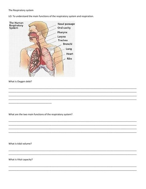 The respiratory system worksheet 1.