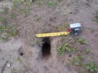 Ground Holes | Internet Center for Wildlife Damage Management