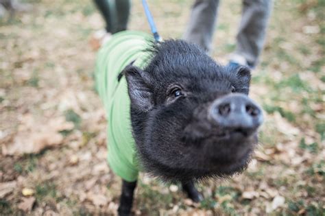 How to Care for Pet Potbellied Pigs