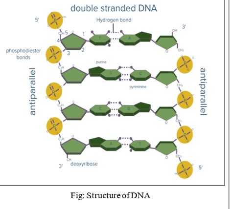 Antiparallel strands of DNA molecule means