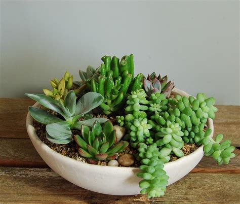 High Desert Succulent Garden | Tammys Floral