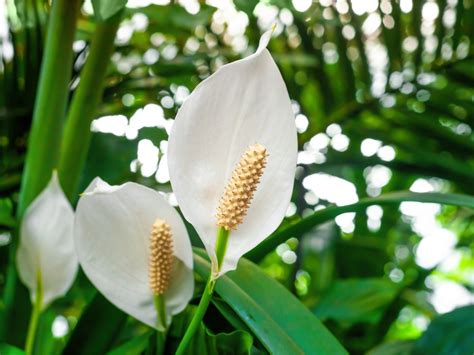 Indoor Peace Lily: Growing A Peace Lily Plant | Gardening Know How