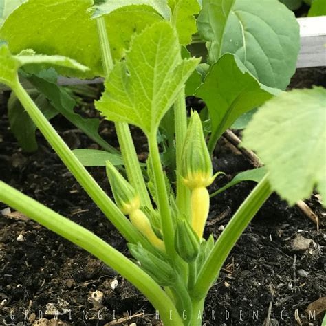 5 Tips for Growing Summer Squash | Growing In The Garden