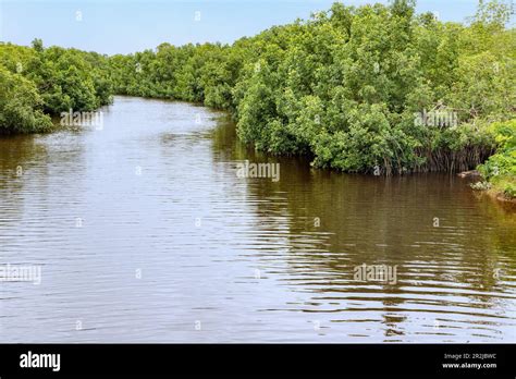 Mangrove landscape in the Ebi River Shelterbelt Forest Reserve in the Western Region of western ...