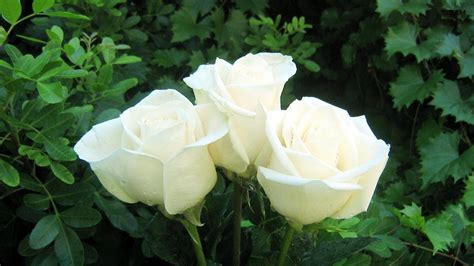 White Rose Flowers Wallpapers - Entertainment Only