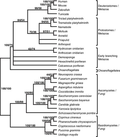 The contrast in phylogenetic resolution between the clades of Metazoa ...