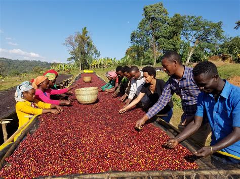 Ethiopia’s Coffee Regions – Ally Open