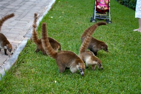 Cozumel raccoons seaking for food | Stock image | Colourbox