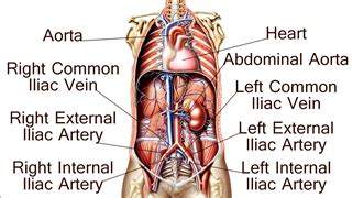 Anatomy and Function of the Common Iliac Artery With Labeled Diagrams - Bodytomy