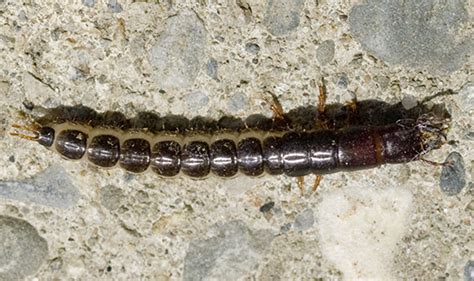 Ground Beetle larva - Pasimachus - BugGuide.Net