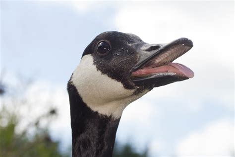 Geese Teeth: A Closer Look at the Fascinating Anatomy